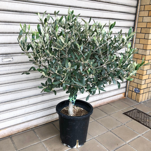 古木オリーブ(盆栽風仕立て)観葉植物