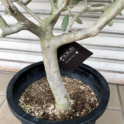 盆栽仕立て  オリーブの木  ルッカ  SOUJU 9枚目の画像
