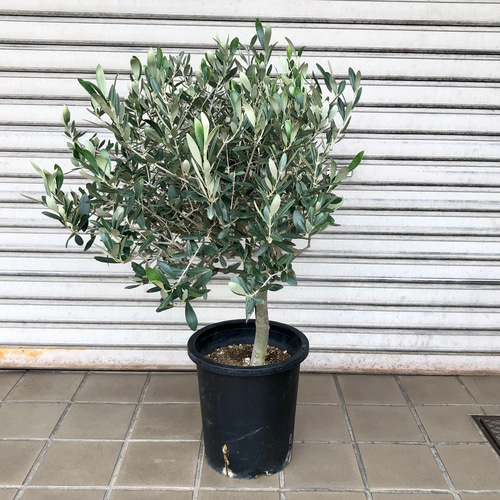 盆栽仕立て オリーブの木 ルッカ SOUJU その他インテリア雑貨