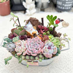 送料無料】到着したよ♪サンタクロース♡多肉植物寄せ植え クリスマス