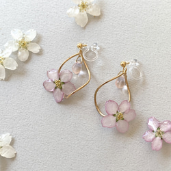 【rie.t】本物の桜　お花見 2枚目の画像