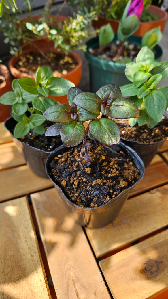 金魚草 ポット苗 3ポット その他素材 tani.3k 通販 17450348｜Creema