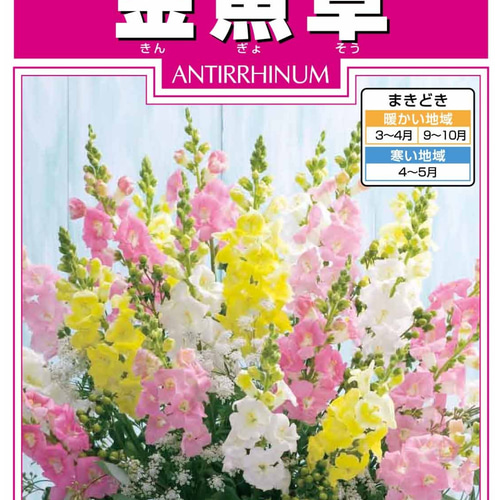 金魚草 ポット苗 3ポット その他素材 tani.3k 通販 17450348｜Creema