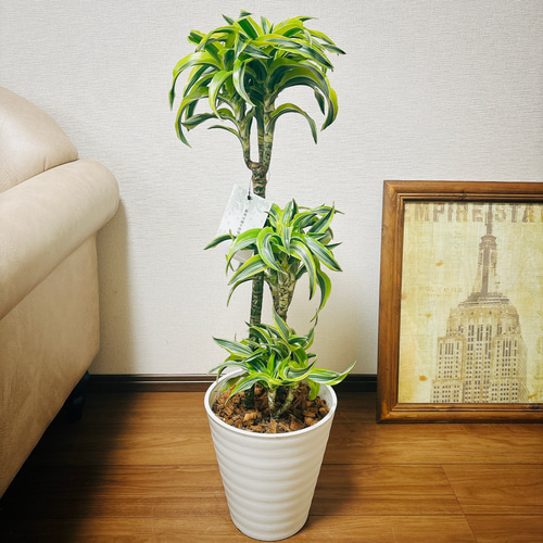 格安 現品］【希少】1番 ドラセナ レモンサプライズ 8号 観葉植物 その他観葉植物