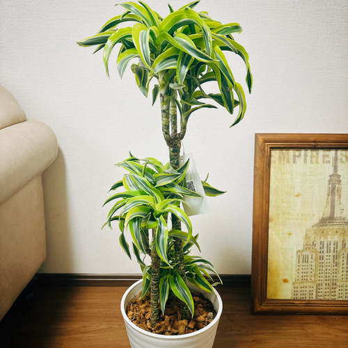 現品］【希少】1番 ドラセナ レモンサプライズ 8号 観葉植物 室内 黄