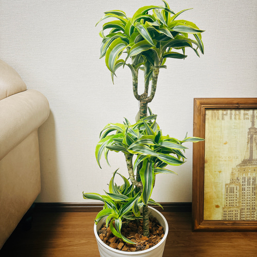 現品］【希少】1番 ドラセナ レモンサプライズ 8号 観葉植物 室内 黄