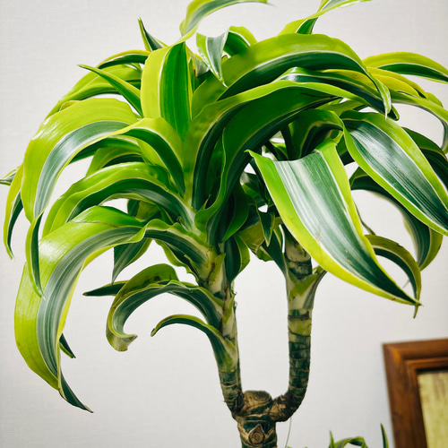 現品］【希少】1番 ドラセナ レモンサプライズ 8号 観葉植物 室内 黄