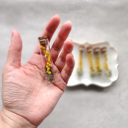 【単品販売】植物標本 ■ Finger Bottles ■ ミモザ ギンヨウアカシア 4枚目の画像