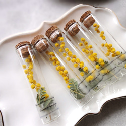 【単品販売】植物標本 ■ Finger Bottles ■ ミモザ ギンヨウアカシア 3枚目の画像