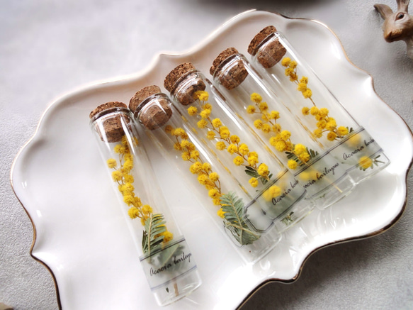 【単品販売】植物標本 ■ Finger Bottles ■ ミモザ ギンヨウアカシア 3枚目の画像