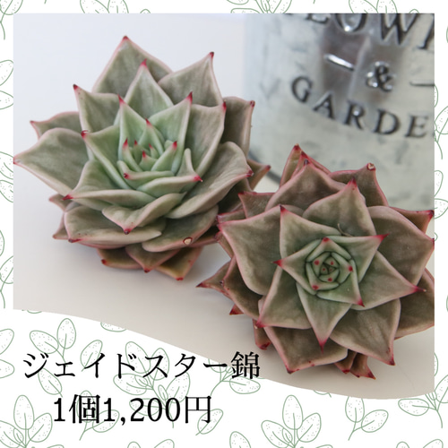 多肉植物】韓国苗 ジェイドスター錦 多肉植物 MOCHIKO 通販 17452170