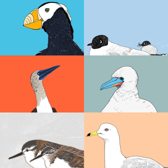 ミニ【4月はじまり】マニアックな海鳥たちと過ごす一年カレンダー〜2024 12枚目の画像