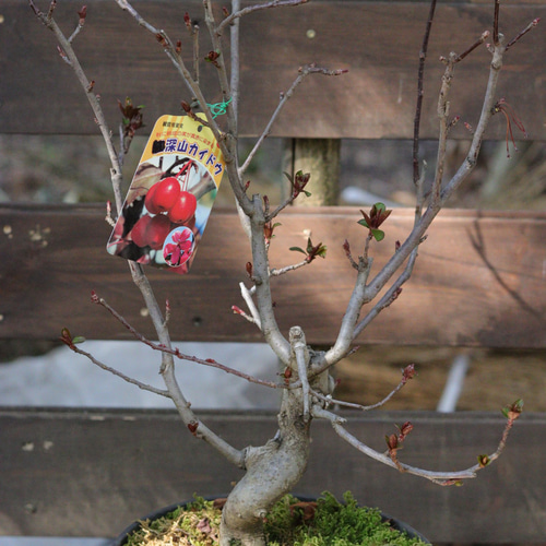 盆栽仕立て❤︎深山カイドウ その他インテリア雑貨 トータルプランツ