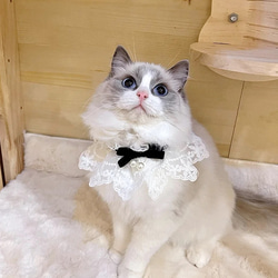 123.ベージュ クラシカルなねこさん えっくす☆きゅーと「Star Sprinkles / Moon Cat Chiika」 (通常
