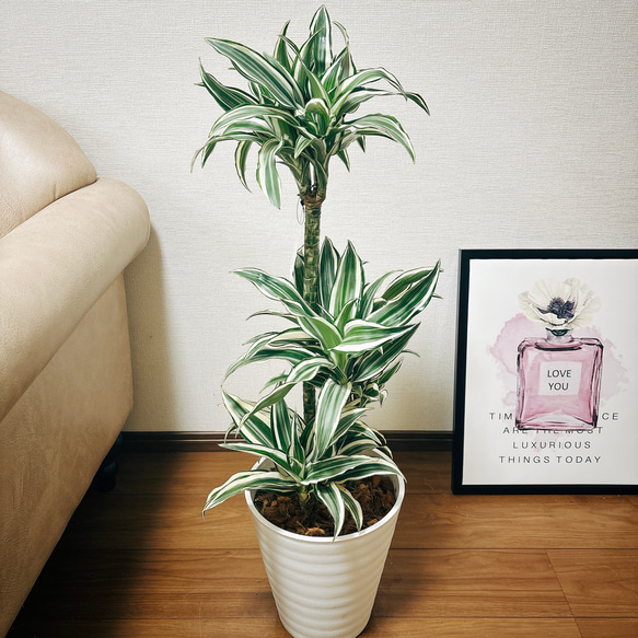 現品］【希少】3番 ドラセナ ホワイトバード 8号 観葉植物 室内 白