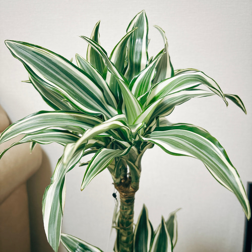 現品］【希少】3番 ドラセナ ホワイトバード 8号 観葉植物 室内