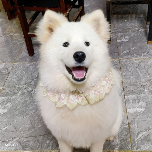 MATILDA | ♡ MATILDAの新作の予約販売中🐩 プロフィールからご