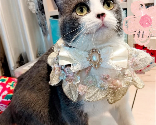 猫と犬&薔薇のレースボンネット MATILDA今季新作 A kitten who loved his grandmother's cat has passed away and