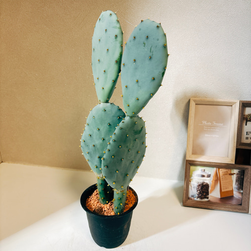 現品］1番 サボテン 大丸盆 3号 観葉植物 多肉植物 かわいい