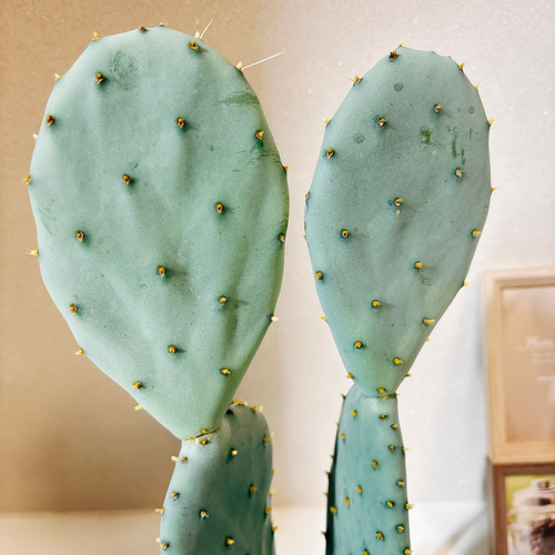 現品］1番 サボテン 大丸盆 3号 観葉植物 多肉植物 かわいい