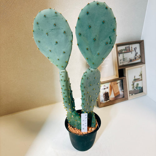 現品］1番 サボテン 大丸盆 3号 観葉植物 多肉植物 かわいい