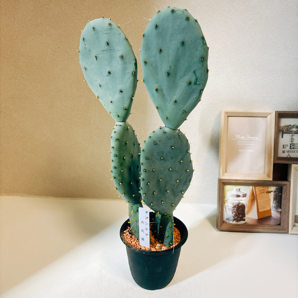 現品］1番 サボテン 大丸盆 3号 観葉植物 多肉植物 かわいい