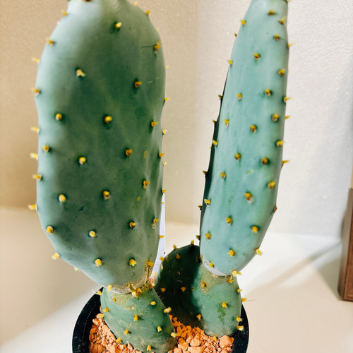 現品］1番 サボテン 大丸盆 3号 観葉植物 多肉植物 かわいい