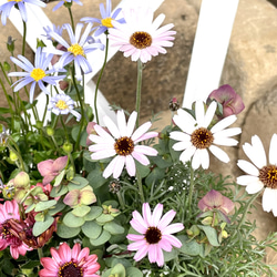 ラベンダー香る　春のお花を　そのまま詰め込んだお花畑の寄せ植え 2枚目の画像