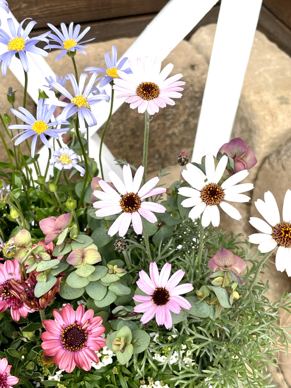 ラベンダー香る　春のお花を　そのまま詰め込んだお花畑の寄せ植え 2枚目の画像