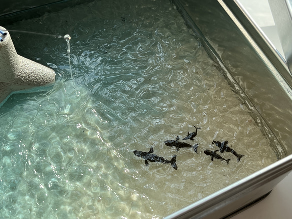 大きな缶の中の釣り世界　釣り日和　オブジェ　魚釣り 8枚目の画像