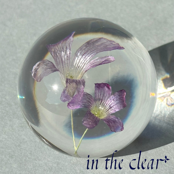 植物標本　ムラサキカタバミ　紫　レジン　４センチ球体 5枚目の画像