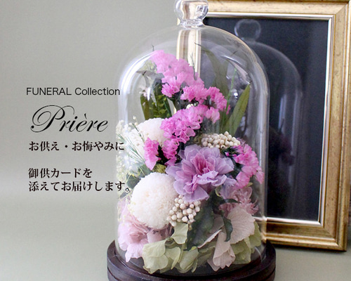 鉢花 ERIRA 花鉢 ペリカリス フルエトワール 4号ポット 木立性セネシオ