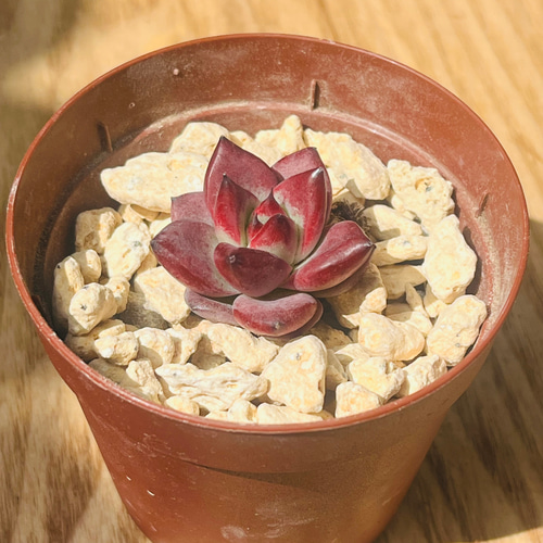 多肉植物 エケベリア 韓国苗 アンジェラ(送料込み) 多肉植物 kumori 