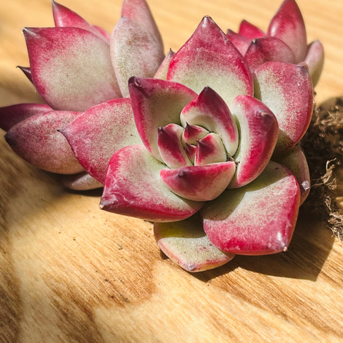 多肉植物 エケベリア 韓国苗 アンジェラ(送料込み) 多肉植物 kumori 