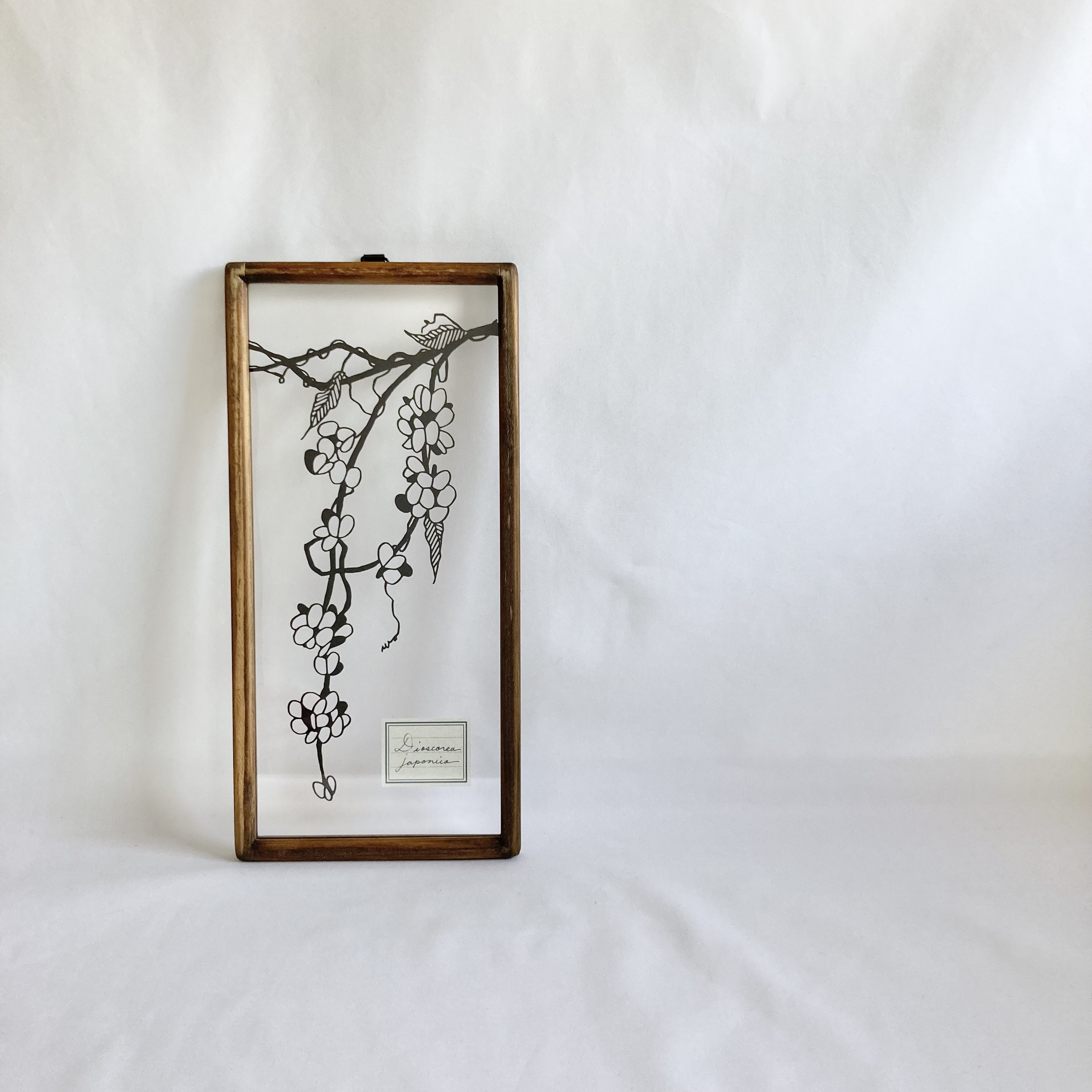 【植物標本シリーズ】ヤマノイモの果皮の切り絵フレーム