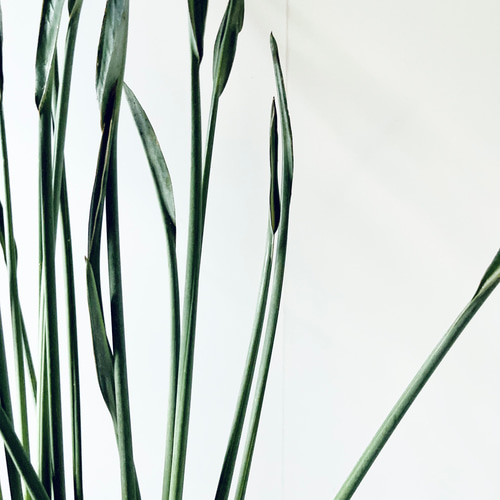 ストレリチア ユンケア ノンリーフ 2株植え 7号鉢 その他インテリア