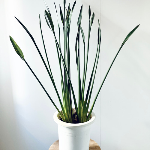 ストレリチア ユンケア ノンリーフ 2株植え 7号鉢 その他インテリア