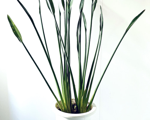 ストレリチア ユンケア ノンリーフ 2株植え 7号鉢 その他インテリア