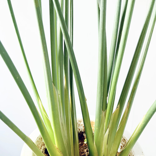 ストレリチア ユンケア ノンリーフ 2株植え 7号鉢 その他インテリア