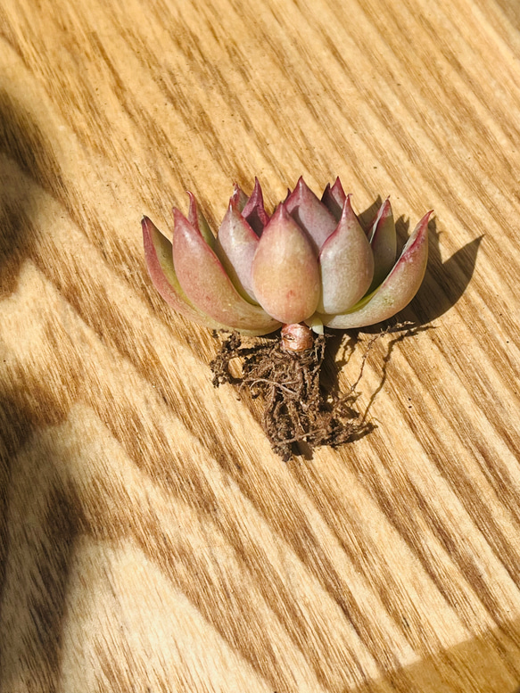 多肉植物 エケベリア 韓国苗　ロータスランプ(送料込み) 2枚目の画像