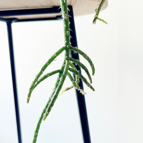 猫じゃらし サボテン リプサリス ホリダ 観葉植物 吊り下げ calm