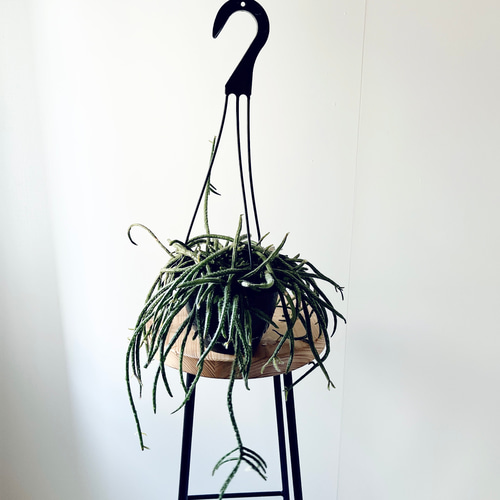 猫じゃらし サボテン リプサリス ホリダ 観葉植物 吊り下げ calm