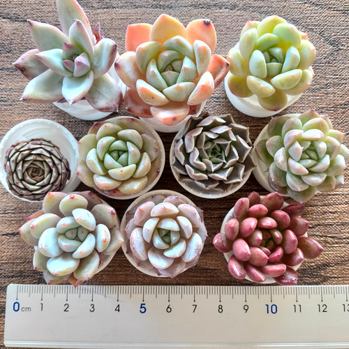 多肉植物 10苗セット 名前付き (カット苗)【エケベリア】 多肉