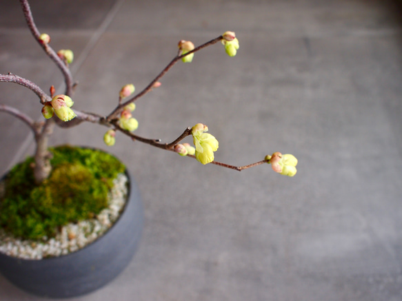 伊予水木｜黄色のお花｜丸い葉っぱ｜花もの盆栽｜下向きのお花【母の日セット2024】【母の日フラワー2024】 5枚目の画像