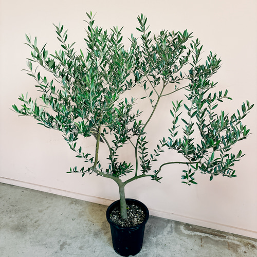現品］4番 創樹 オリーブ ネバディロブランコ 8号 観葉植物 大型