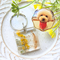 【うちの子素材】『ミモザ』名入れ可　ペットの毛・ヒゲ・羽・爪・乳歯・遺骨・遺灰 封入　ペットメモリアルキーホルダー 1枚目の画像