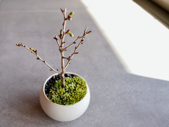 ○開花間近○八房富士桜｜お花見盆栽｜花見酒｜お家でお花見【母の日セット2024】【母の日フラワー2024】 3枚目の画像