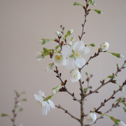 ○開花間近○八房富士桜｜お花見盆栽｜花見酒｜お家でお花見【母の日セット2024】【母の日フラワー2024】 6枚目の画像