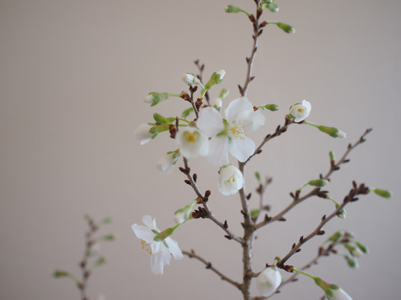 ○開花間近○八房富士桜｜お花見盆栽｜花見酒｜お家でお花見【母の日セット2024】【母の日フラワー2024】 6枚目の画像