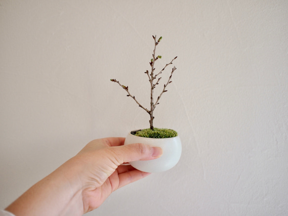 ○開花間近○八房富士桜｜お花見盆栽｜花見酒｜お家でお花見【母の日セット2024】【母の日フラワー2024】 1枚目の画像